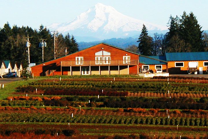 Government Herbal Farm