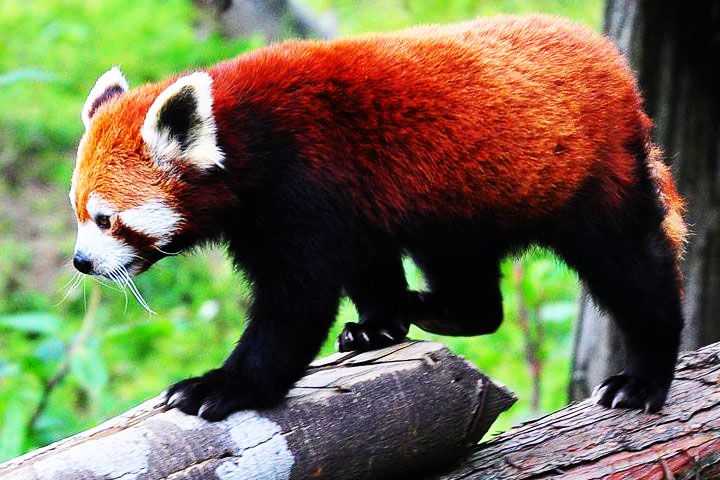Himalayan Zoological Park