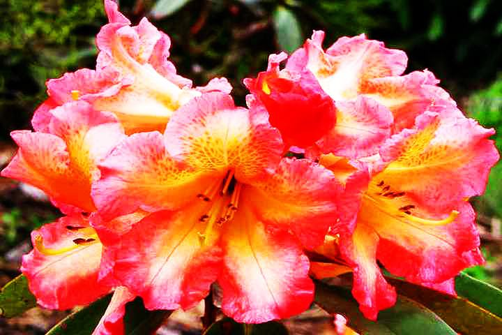 Shingba Rhododendron Sanctuary