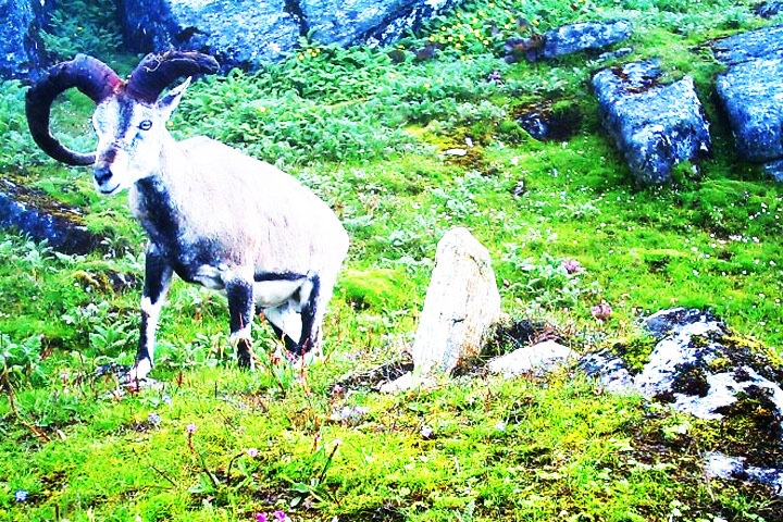 Kanchendzonga National Park