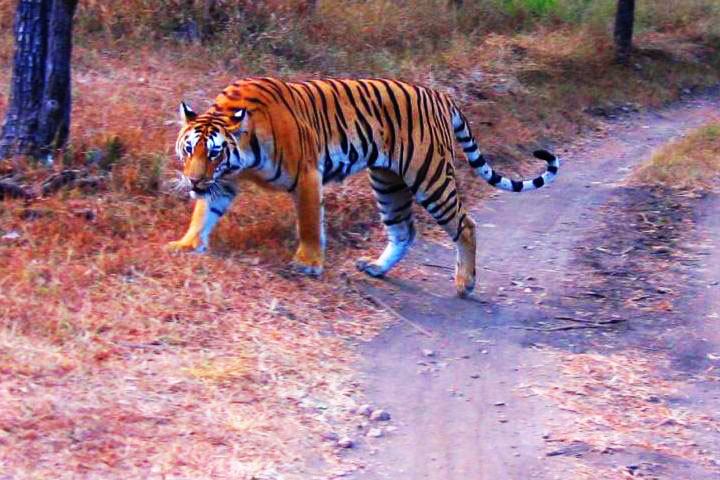 Buxa Tiger Reserve