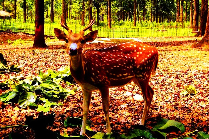 Gorumara National Park