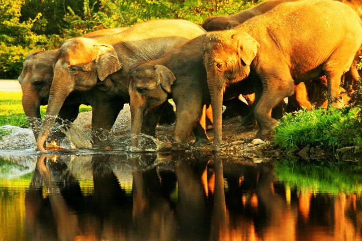 Mudumalai National Park