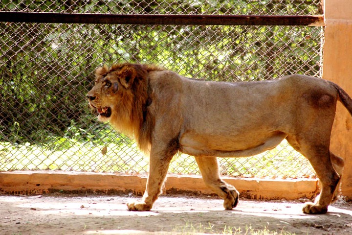 Sanjay Gandhi Biological Park