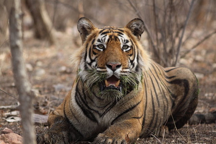 Wildlife Sanctuary Orchha