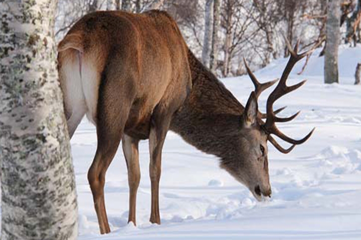 Gulmarg Biosphere Reserve