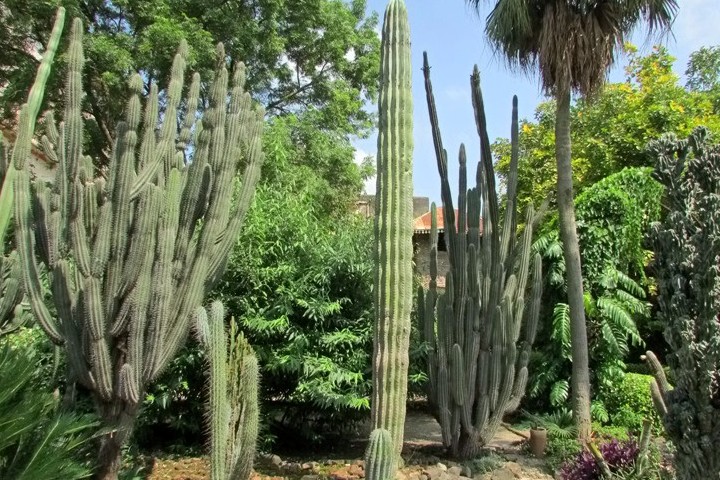 Cactus Garden Sailana