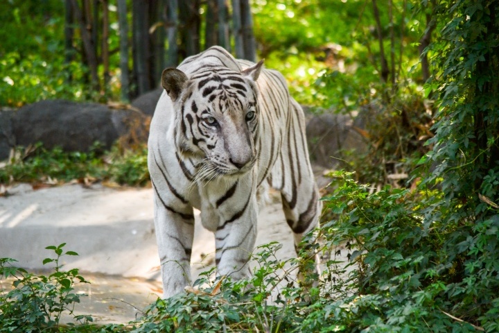 White Tiger Safari