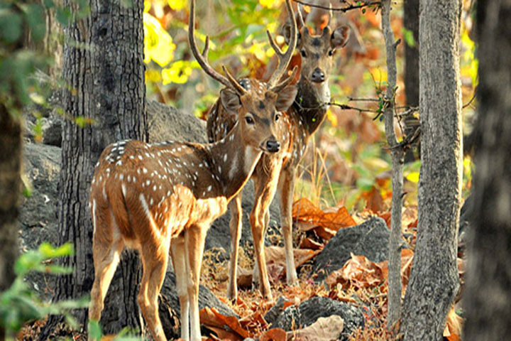 Pench National Park