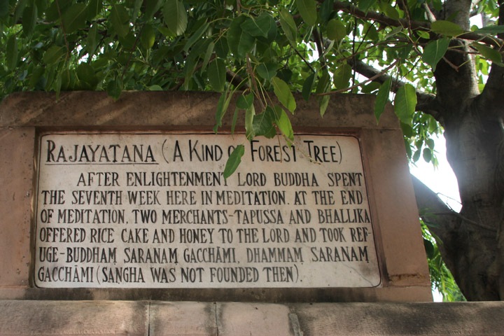 Rajayatna Tree