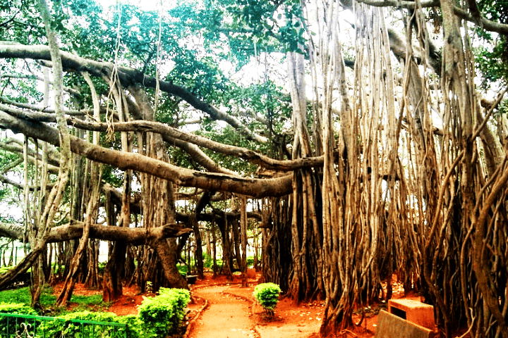 Big banyan tree