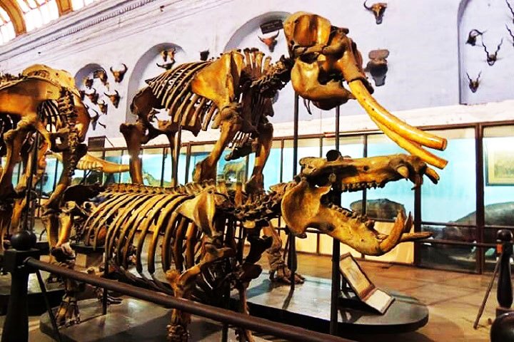 https://www.clearholidays.com/hbimages/desktop/location/1518083022773-Suketi-Fossil-Park.jpg