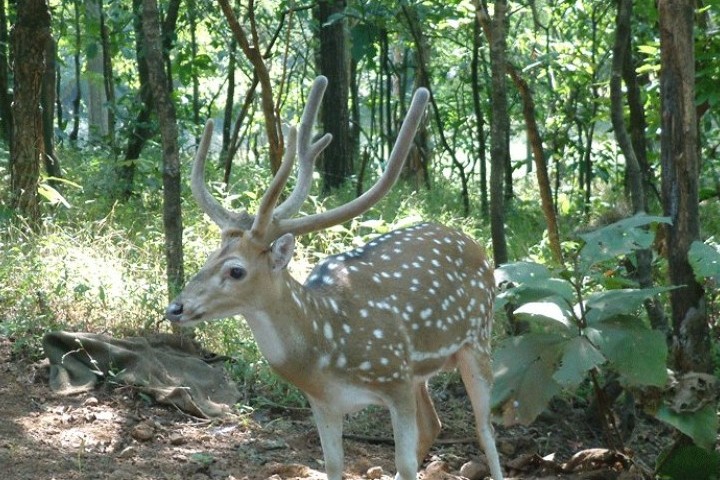 Deer Park (Silvassa)
