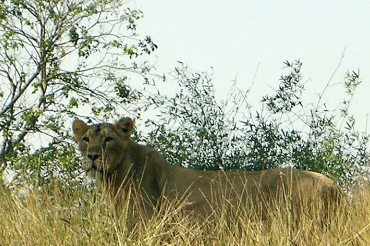 Silvassa Vasona Lion Safari