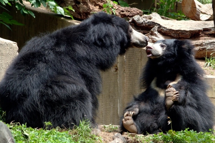 Jessore Sloth Bear Sanctuary