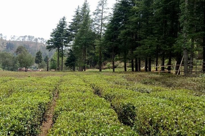 Ghorakhal Tea Factory
