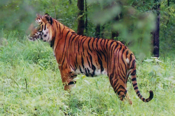 Sathyamangalam Tiger Reserve