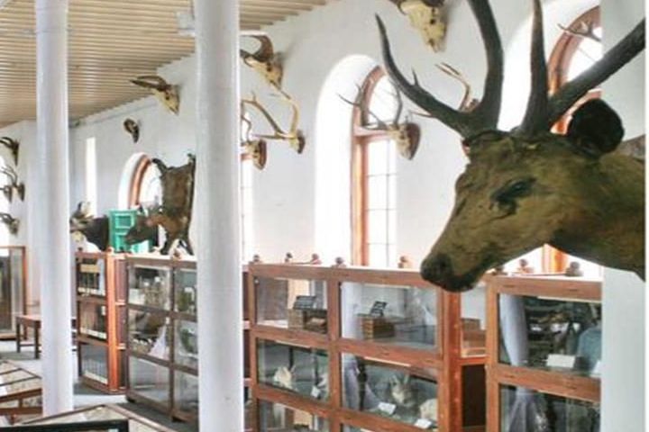 Government Museum in Pudukkottai