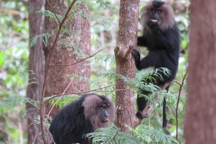 Meghamalai Wildlife Sanctuary