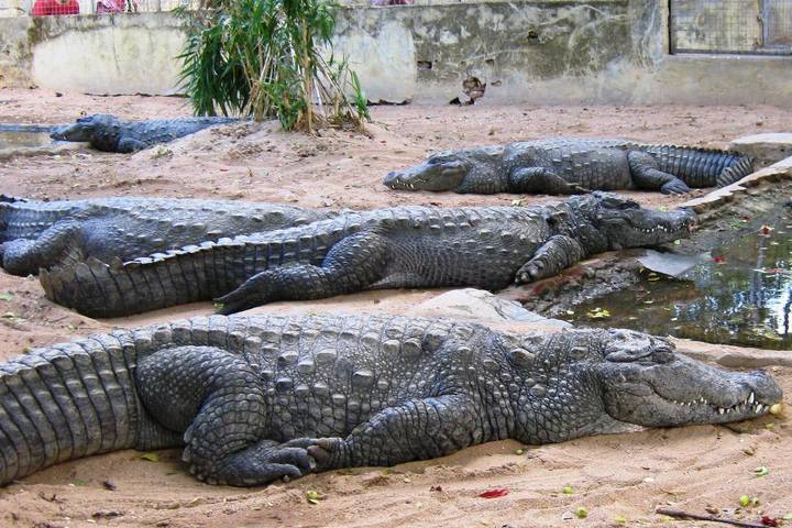 Amaravathi Crocodile Farm