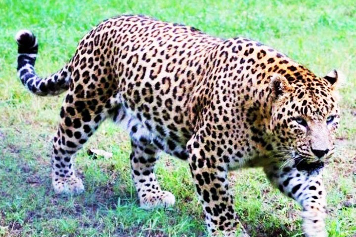 ChhattBir Zoo