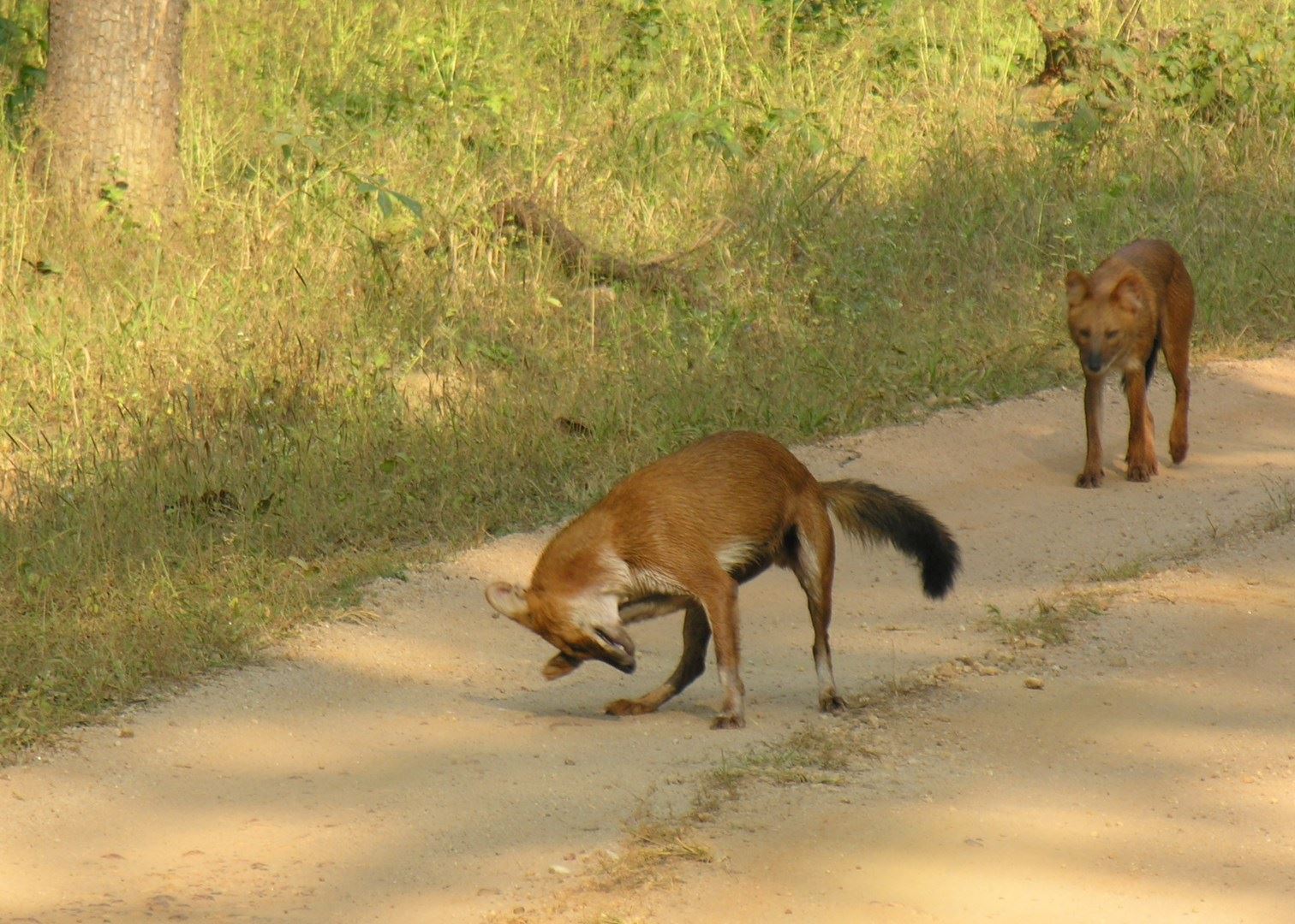 Bandhavgarh National Park