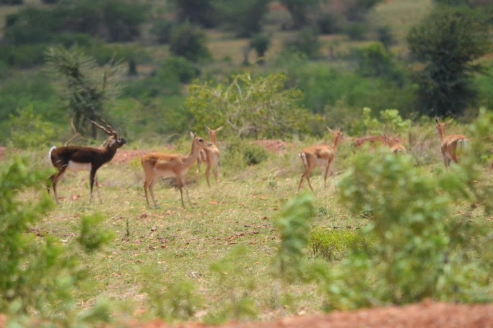 Tumakur