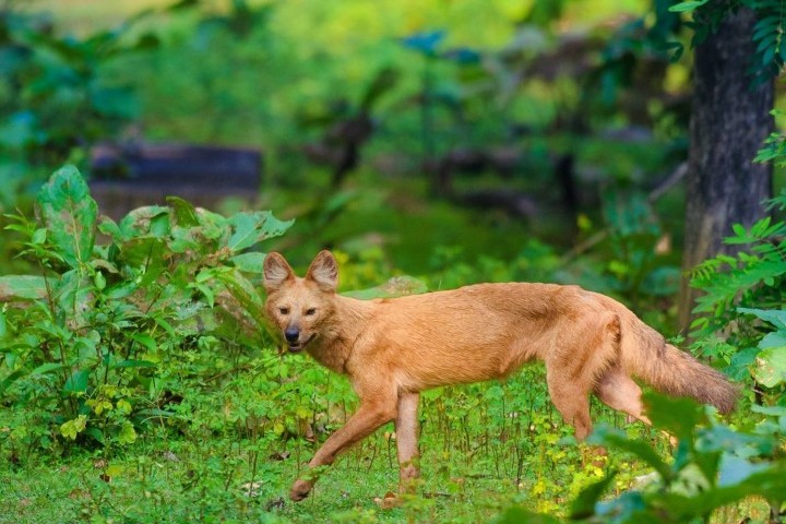 Nagpur