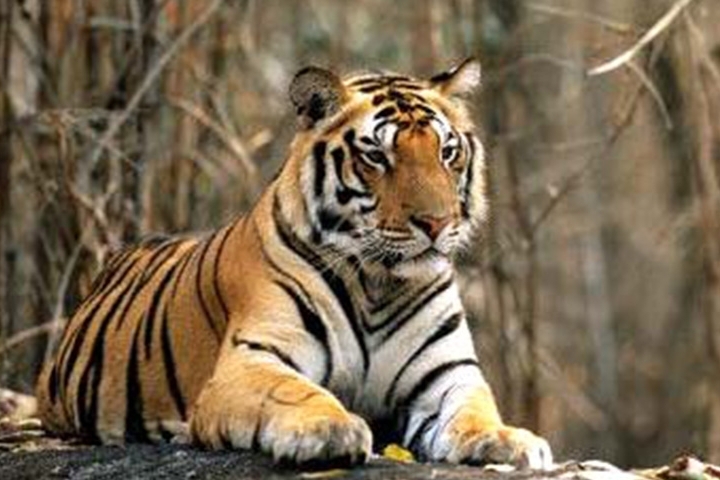 Dewas