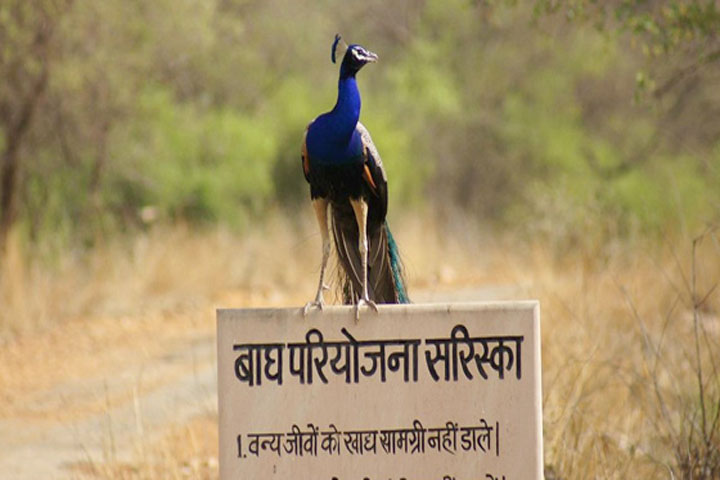 Sariska National Park