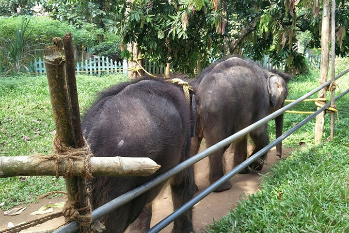 Konni Elephant Training Centre
