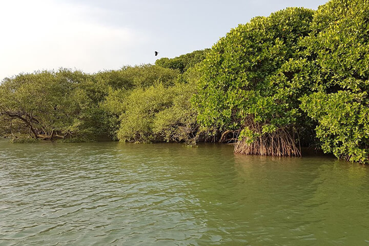 Kadalundi Bird Sanctuary