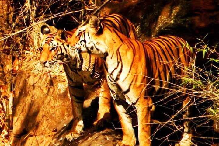 Tipeshwar Wildlife Sanctuary