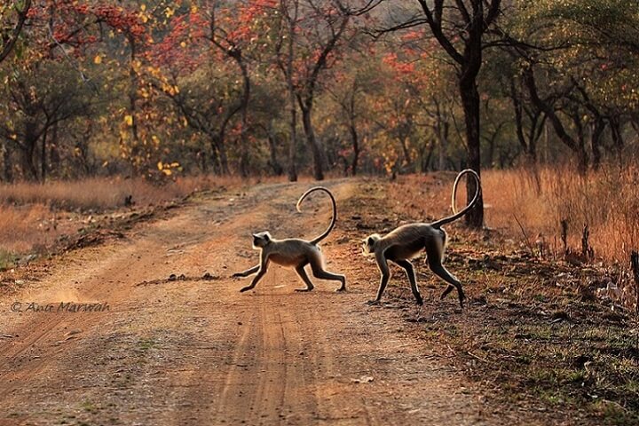 Bor Wild Life Sanctuary