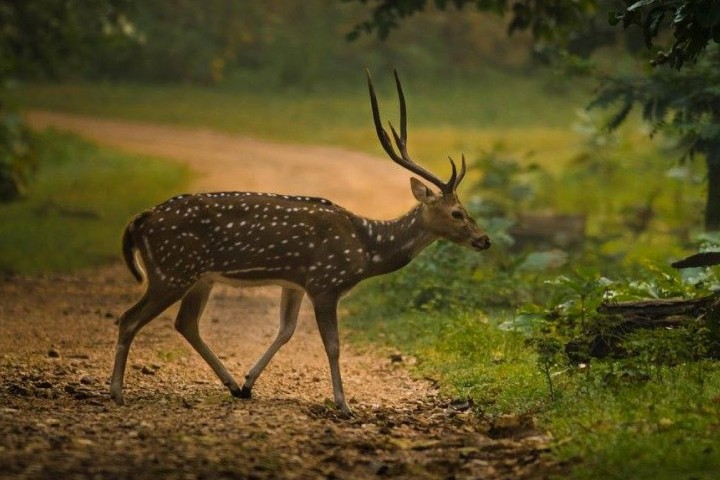 Nagzira Wildlife Sanctuary