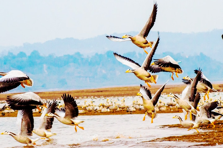 Pong Dam Lake Wildlife Sanctuary