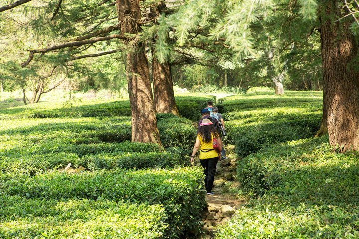 Chowgan Tea Garden