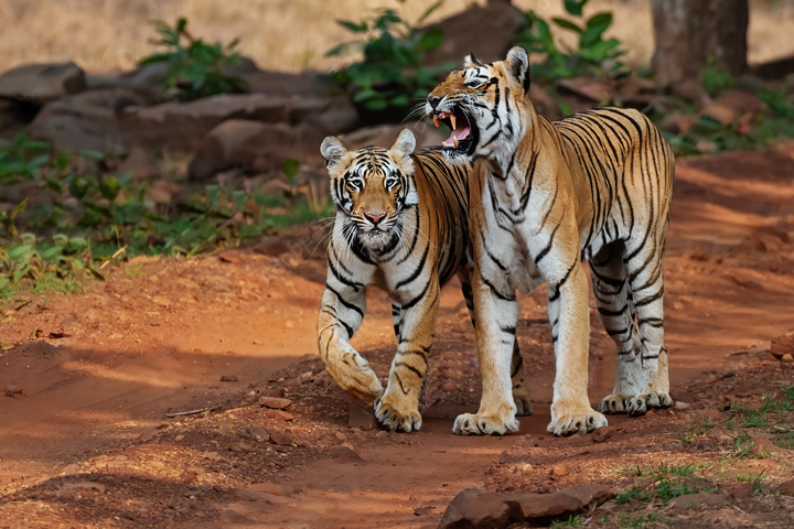 Umred Karhandla Wildlife Sanctuary